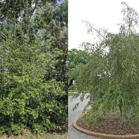 thumbnail for publication: Ilex vomitoria: Yaupon Holly